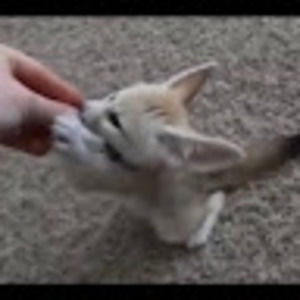 Meet your Posher, Alistair